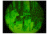 Night Vision Wolves