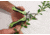AccuSharp 084C Gardeners Multi-Tool Black/Green Folding Plain