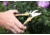 AccuSharp 085C Sportsmans Multi-Tool Black/Orange Folding Plain