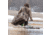 AdvenTec LLC dba Rig Em Right Outdoors Rig Em Right 12-Slot Deluxe Duck Decoy Bag Gore Optifade Marsh, 021-DX-M