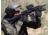 Aimpoint CompM4 Red Dot Reflex Sight, 2 MOA Dot Reticle, Black, Semi Matte, Anodized, 11972