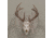 Allen EZ Mount Skull Hanger, Fixed, Brown, 7228