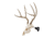 Allen EZ Mount Skull Stand Deer Size, 7203