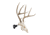 Allen EZ Mount Skull Stand Deer Size, 7203