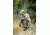 Alpen Apex XP 12x50 Binoculars BAK4 699