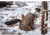 ALPS Mountaineering Journey Trekking Pole