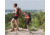 ALPS Mountaineering Journey Trekking Pole