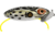 Arbogast Jitterbug Topwater Lure, 3in, 5/8 oz, Floating, Cricket Frog, G650-508