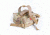 Armageddon Gear Chinese Cheater Bag, MultiCam, AG0600-MC