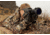 Armasight Discovery 8X Ghost Night Vision Binocular 8x Gen 3 Ghost White Phosphor