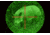 ATN ARES6x-2IA, Night Vision Rifle Scope NVWSARS62J