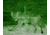 ATN ARES6x-WPT Nightvision Weapon Scope NVWSARS6WP