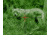 ATN Night Arrow 4-WPT 4x Night Vision Weapon Sight NVWSNAR4W0