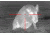 ATN Thor320-9-36x, 336x256, 100mm, 60Hz, 17 micron Thermal Weapon Sight TIWSMT339A