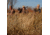 Avery Outdoors Real Grass,Natural 4-Pack Bag 39004