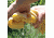Avery Sporting Dog Dogsorber Dry Towel 2800