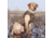 Avery Sporting Dog Jr. Ruff Stand,Marsh Grass 90018