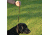 Avery Sporting Dog Leather Line Lead 2171