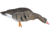 Avian X Fusion Pack AXF Specklebelly Decoy, AVX-AVX9019