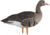 Avian X Fusion Pack AXF Specklebelly Decoy, AVX-AVX9019