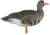 Avian X Fusion Pack AXF Specklebelly Decoy, AVX-AVX9019