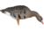 Avian X Fusion Pack AXF Specklebelly Decoy, AVX-AVX9019