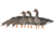 Avian X Fusion Pack AXF Specklebelly Decoy, AVX-AVX9019