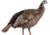 Avian X HDR Hen Decoy, Synthetic, AVXAVX8106