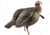 Avian X HDR Jake Decoy, Black, AVX-AVX8105