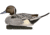 Avian X Power Swimmer Pintail Drake Decoy, Synthetic, AVXPSWPNSW