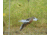 Avian X Powerflight Robo Dove Decoy with Spinning Wings, AVXAVXDP102