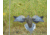 Avian X Powerflight Robo Dove Decoy with Spinning Wings, AVXAVXDP102