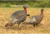 Avian X Rio Lookout Jake/Hen Combo Decoy, AVX-AVX8010
