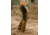 Ball and Buck 17oz. Field Pant - Mens, Pine Duck, 42in, 223111001-42