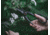 Barebones Artisan Pruning Shears, Stainless steel, GDN-049