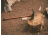 Barebones Pulaski Axe, 1055 Carbon Steel 1/3in Blade, Wood Handle, HMS-2101