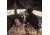 Barronett Blinds Big Ox Hub Blind, Backwoods Camo, BX350BW
