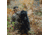 Barronett Blinds Panel Face-Off Hunting Blind, Crater Thrive, Adjustable, FA101CT