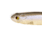 Bass Mafia Daingerous Swimbait, Blackback Shad, 6in, BMD-6-BBS
