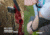Bear Archery Flash Bow Set, Red 16-24 in. 5-18 lbs. RH/LH, AYS500RD