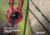 Bear Archery Flash Bow Set, Red 16-24 in. 5-18 lbs. RH/LH, AYS500RD