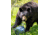 BearVault Jaunt Bear Resistant Food Canister, Transparent Blue, 1.9 Gal, BV450