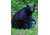 BearVault Journey Bear Resistant Food Canister, Transparent Blue, 3 Gal, BV500