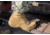 Belleville Hot Weather Tactical Steel Toe Boots - Mens, Coyote, 12, Regular, C312ST 120R