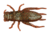 Berkley Gulp! Alive! Cricket, 1in. Bait, Breen, 1203213