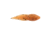 Berkley Gulp! Alive! Tadpole Soft Bait, Pumpkinseed, 1618550