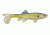 Berkley Havoc Sick Fish Bait, 3in., Chartreuse Shad 178373