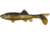 Berkley Havoc Sick Fish Bait, 4in., Gold Nugget 178332