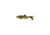Berkley Havoc Sick Fish Bait, 5.5in., Gold Nugget 178387