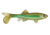 Berkley Havoc Sick Fish Bait, 5.5in., Light Hitch 178390